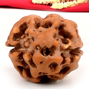 2 Mukhi from Java Indonesia Large - XXIX