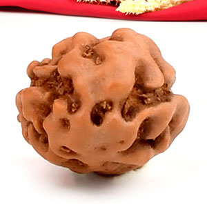 2 Mukhi from Java Indonesia Large - XXX