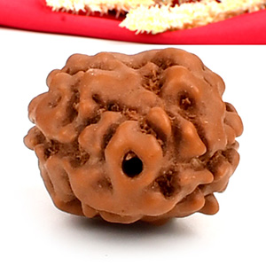 2 Mukhi from Java Indonesia Large - XVII
