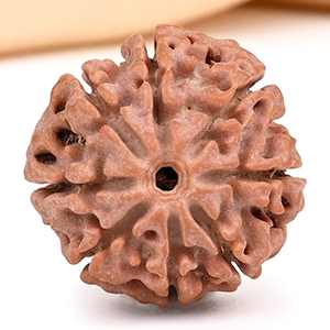 8 Mukhi from Nepal Small - CD