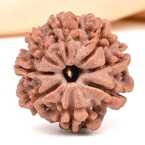 8 Mukhi from Nepal Small - CDII