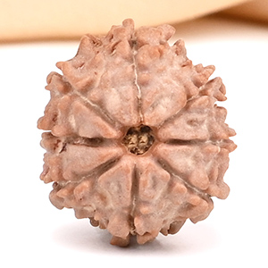 8 Mukhi from Nepal Small - CDIII