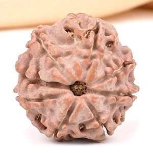 8 Mukhi from Nepal Small - CDV