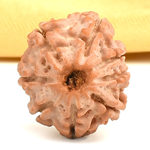 8 Mukhi from Nepal Small - CDXI