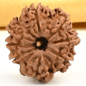 8 Mukhi from Nepal Small - CDXV