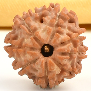 8 Mukhi from Nepal Small - CDXVIII