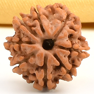 8 Mukhi from Nepal Small - CDXX