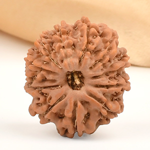 12 Mukhi from Nepal Small - CDII