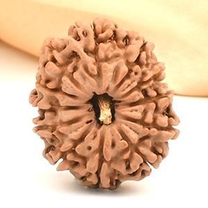 12 Mukhi from Nepal - CLXIII