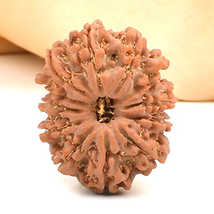 12 Mukhi from Nepal - CLXVI
