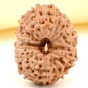 15 Mukhi from Java Indonesia Small - CCLXIV