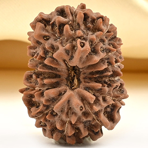 Super Collector 13 Mukhi from Java Indonesia - XXII