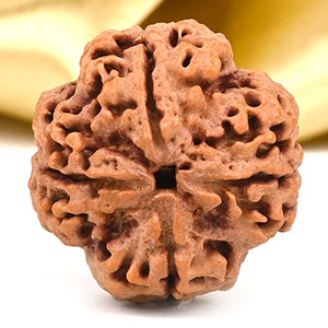 Collector 4 Mukhi from Nepal - CDXCVIII