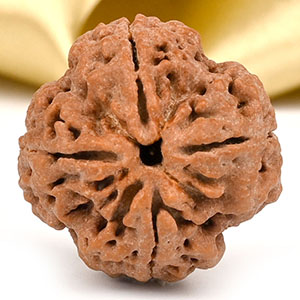 Collector 4 Mukhi from Nepal - DI