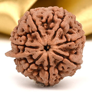 Super Collector Ganesh Rudraksha 7 Mukhi from Nepal - III