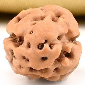2 Mukhi from Java Indonesia Large - XX