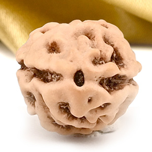 2 Mukhi from Java Indonesia Large - XXI