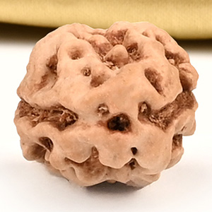 2 Mukhi from Java Indonesia Large - XXIII