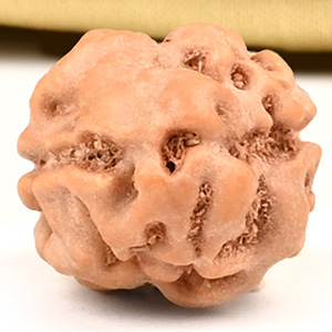 2 Mukhi from Java Indonesia Large - XXV