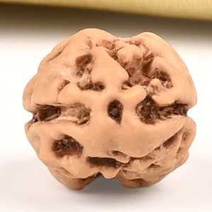 Collector 2 Mukhi from Java Indonesia - CLXXXIV