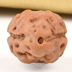 Collector 2 Mukhi from Java Indonesia - CLXXXVI