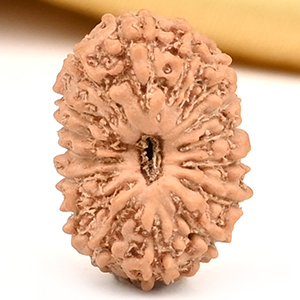 16 Mukhi from Java Indonesia Small - CXLI