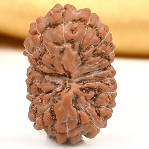 16 Mukhi from Java Indonesia Small - CXLII