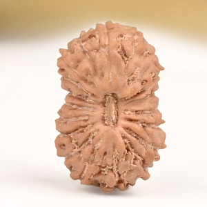 19 Mukhi from Java Indonesia Small - CLIII