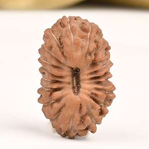 19 Mukhi from Java Indonesia Small - CLIV