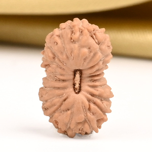 19 Mukhi from Java Indonesia Small - CLV