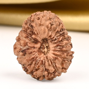 19 Mukhi from Java Indonesia Small - CLVII