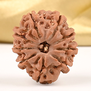 9 Mukhi from Nepal Small - DCCLX