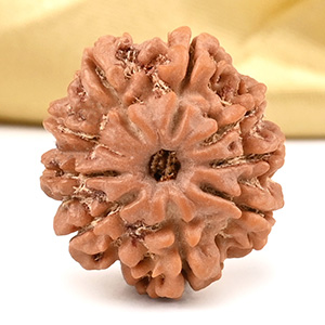 9 Mukhi from Nepal Small - DCCL