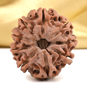 9 Mukhi from Nepal Small - DCCLV