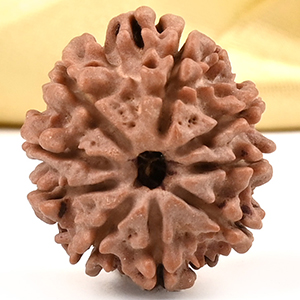 9 Mukhi from Nepal Small - DCCXLIV