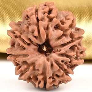 9 Mukhi from Nepal Small - DCCXLV