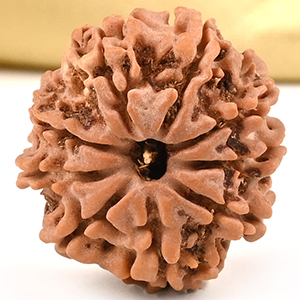 9 Mukhi from Nepal Small - DCCXLVII