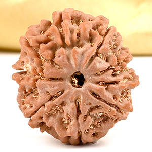 9 Mukhi from Nepal Small - DCCLXIV