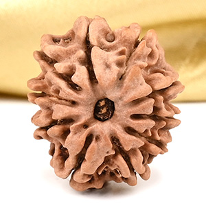 10 Mukhi from Nepal Small - CCCLXII