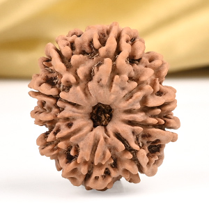10 Mukhi from Nepal Small - CCCLXIV