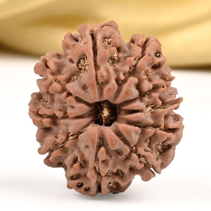 10 Mukhi from Nepal Small - CCCLXV