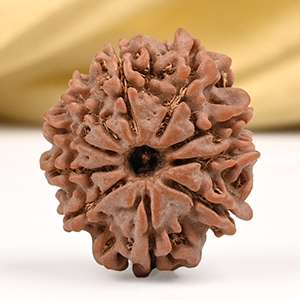 10 Mukhi from Nepal Small - CCCLXVI