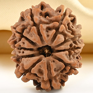 10 Mukhi from Nepal Small - CCCLXXXV