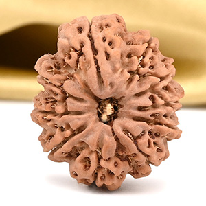 10 Mukhi from Nepal Small - CCCLXXI
