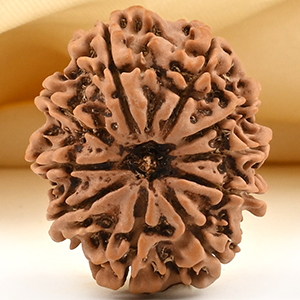 10 Mukhi from Nepal Small - CCCLXXXVI