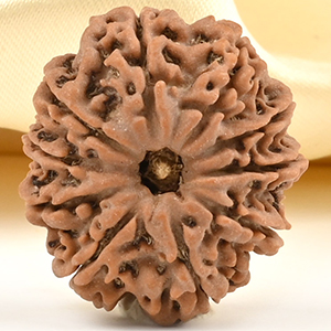 10 Mukhi from Nepal Small - CCCLXXXVII