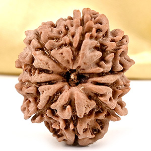 10 Mukhi from Nepal Small - CCCLXXVII