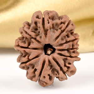 10 Mukhi from Nepal Small - CCCLXXXVIII