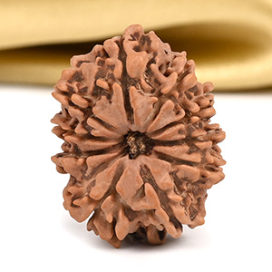 10 Mukhi from Nepal Small - CCCLXXIX