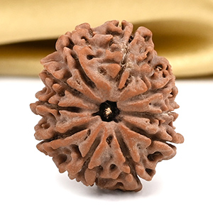 10 Mukhi from Nepal Small - CCCLXXX